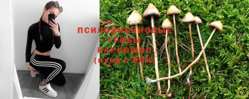 дарк нет официальный сайт  Дюртюли  Псилоцибиновые грибы MAGIC MUSHROOMS 